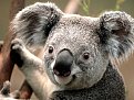 Click image for larger version

Name:	Koala.jpg
Views:	191
Size:	98.8 KB
ID:	232903